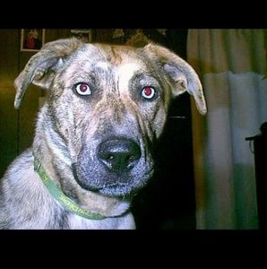 Meet your Posher, Jared